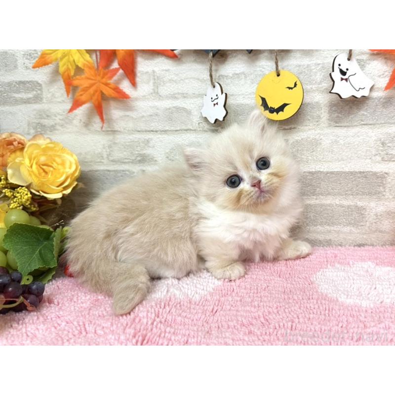 販売中の埼玉県のミヌエット(短足)-128016の5枚目