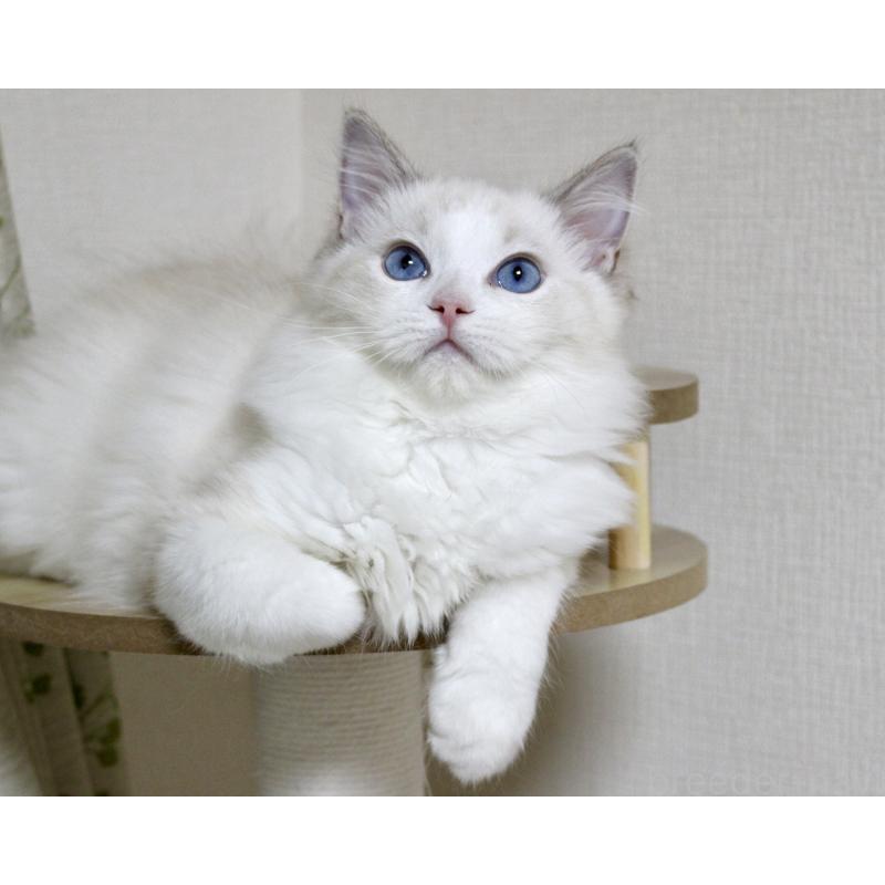 販売中の山梨県のラグドール-120017の18枚目