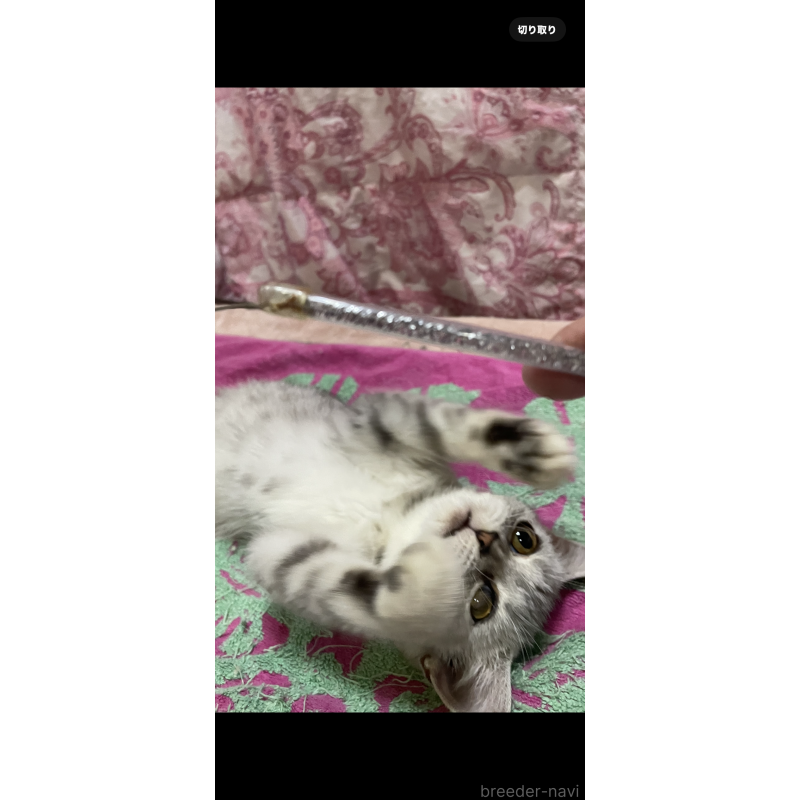 販売中の愛知県のフォールデックス-119957の2枚目