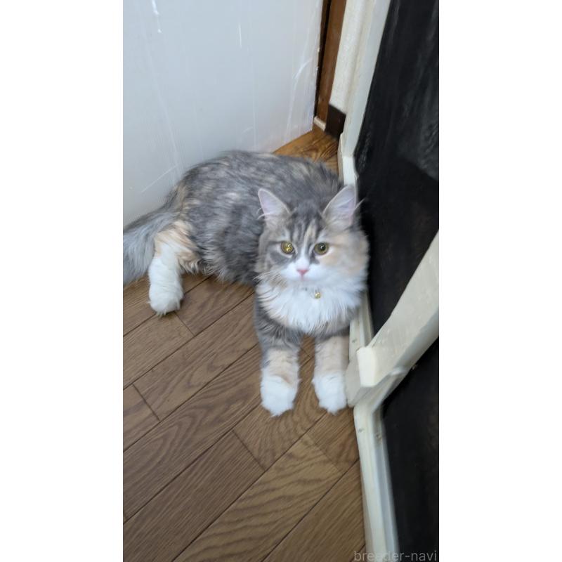 成約済の大阪府のミヌエット-120051の7枚目