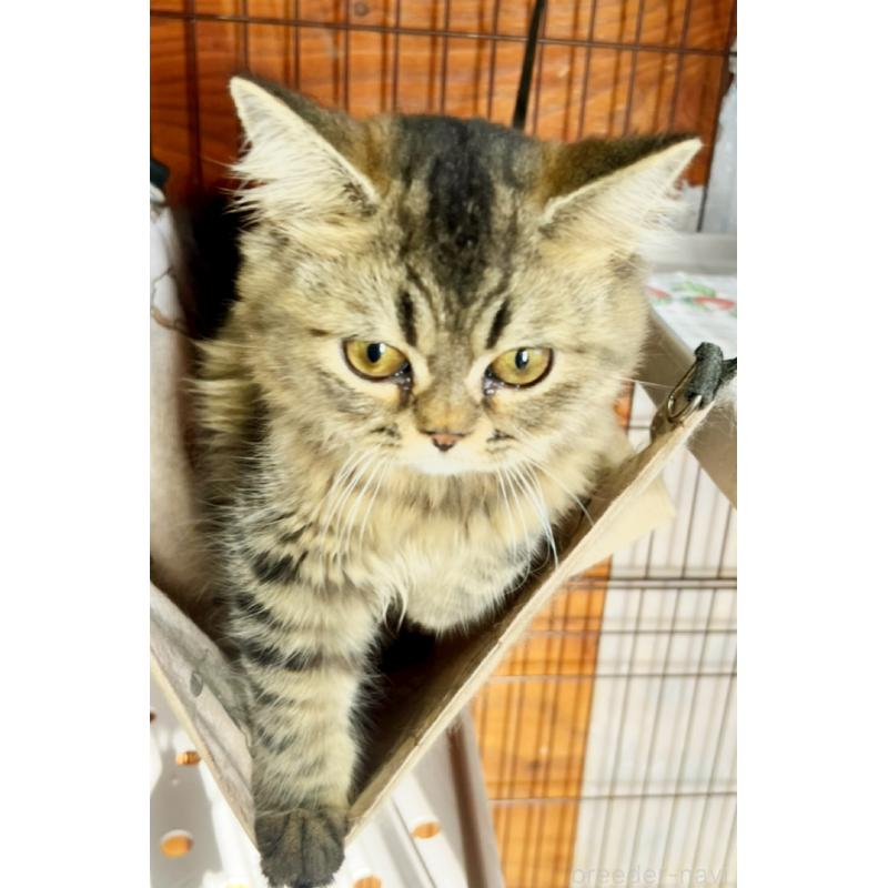 販売中の千葉県のスコティッシュフォールド-117369の5枚目