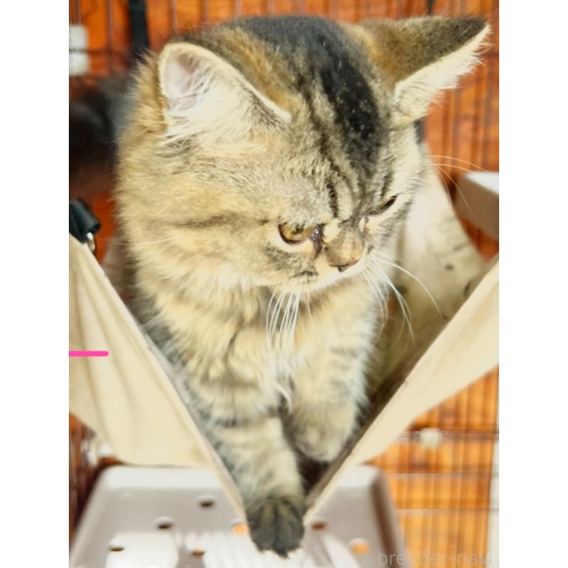 販売中の千葉県のスコティッシュフォールド-117369の4枚目