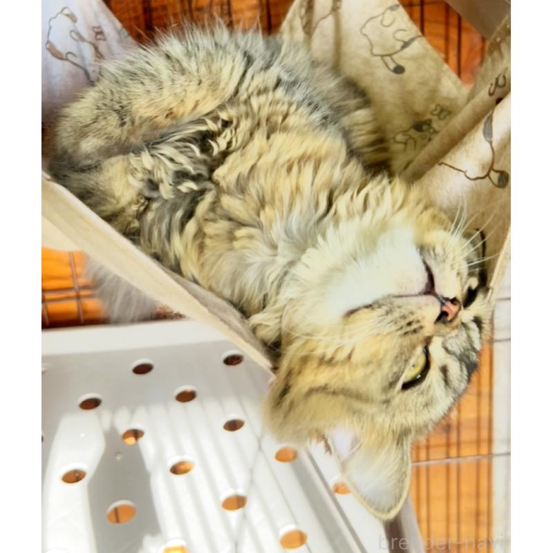 販売中の千葉県のスコティッシュフォールド-117369の3枚目