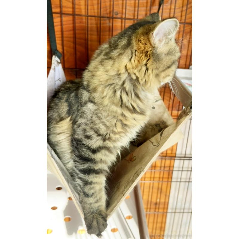 販売中の千葉県のスコティッシュフォールド-117369の2枚目