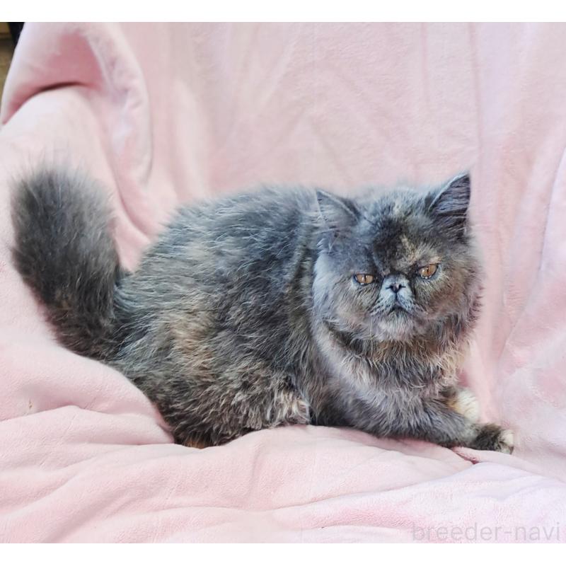 販売中の茨城県のエキゾチックショートヘア-123663の11枚目