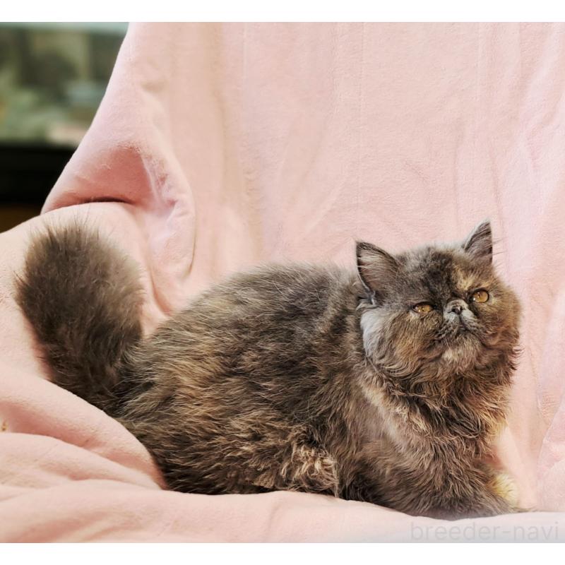 販売中の茨城県のエキゾチックショートヘア-123663の10枚目