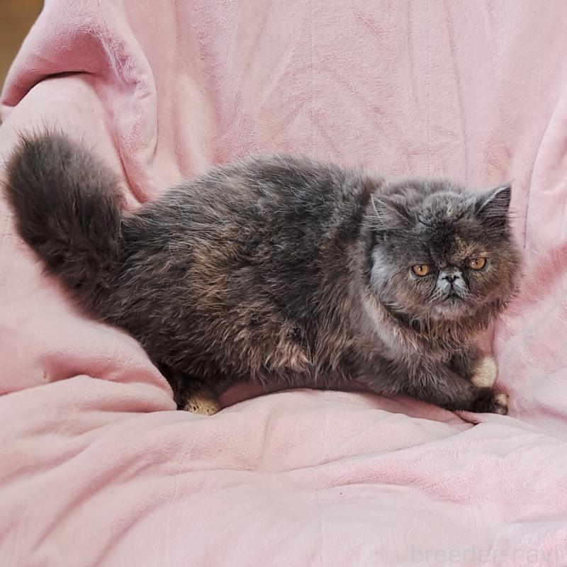 販売中の茨城県のエキゾチックショートヘア-123663の9枚目