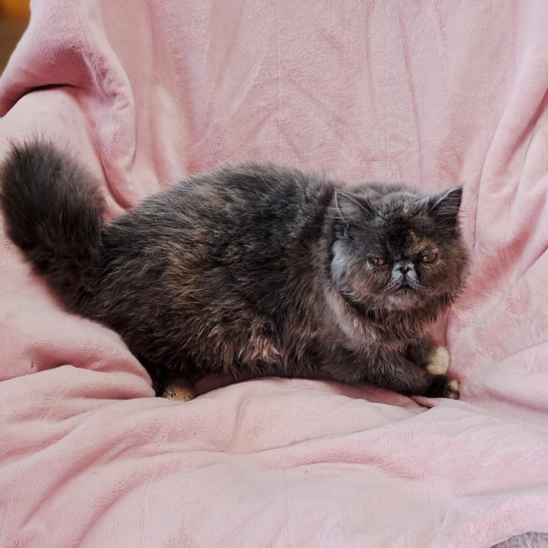 販売中の茨城県のエキゾチックショートヘア-123663の8枚目