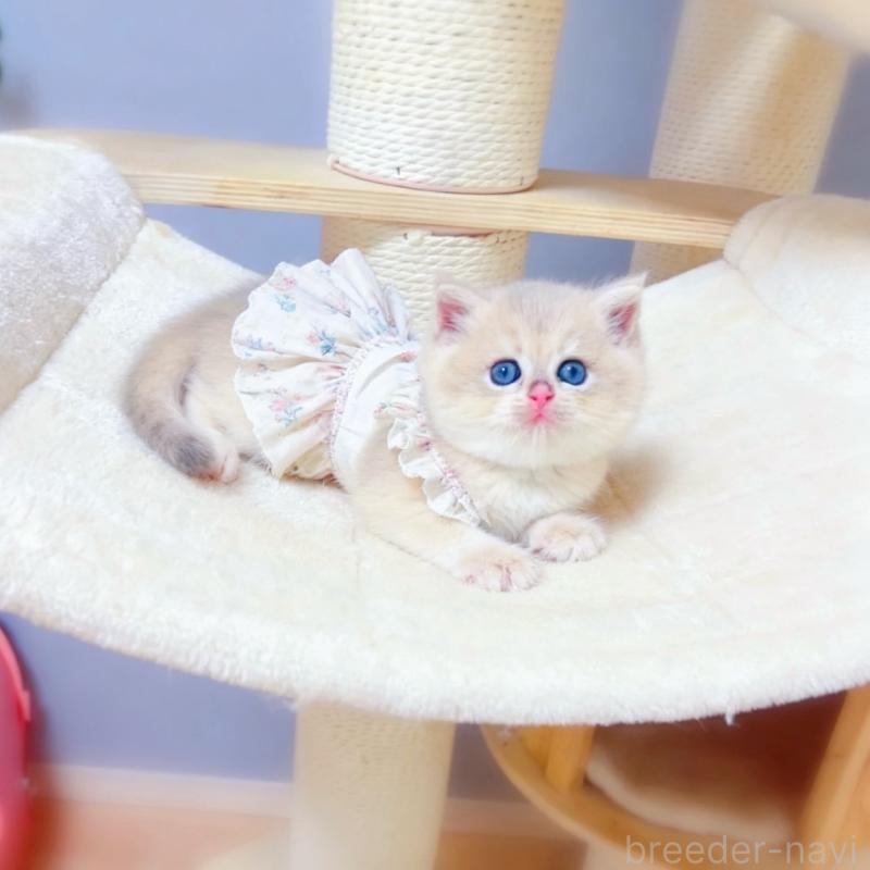 販売中の埼玉県のブリティッシュショートヘア-128039の3枚目