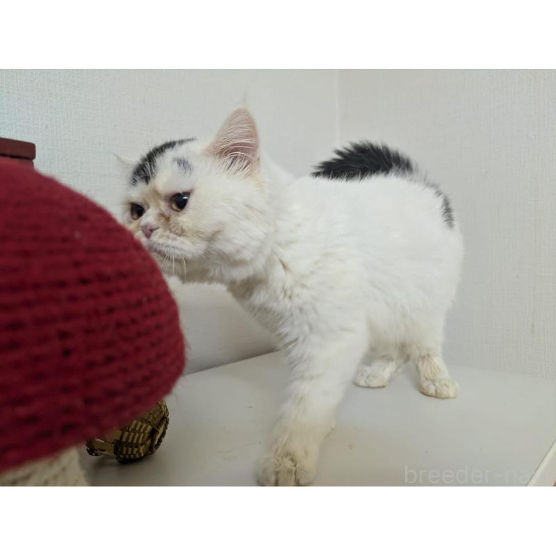 販売中の大阪府のミヌエット-116306の3枚目