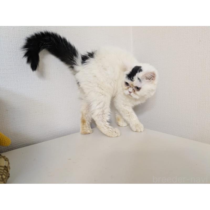 販売中の大阪府のミヌエット-116306の2枚目