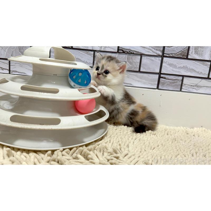販売中の福岡県のマンチカン(短足)-128059の5枚目