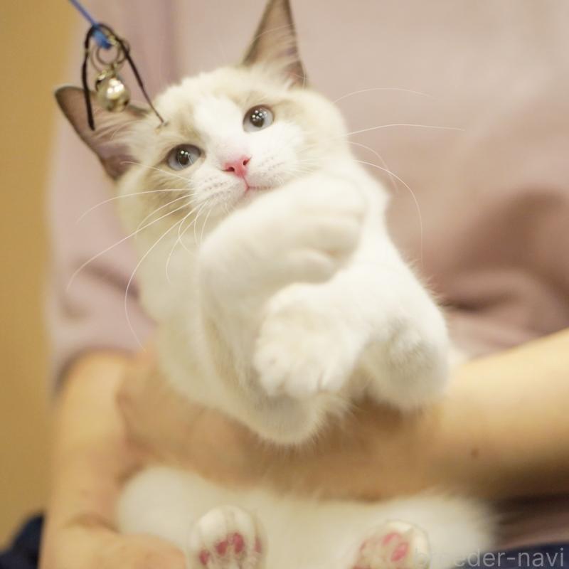 成約済の東京都のラグドール-119288の15枚目