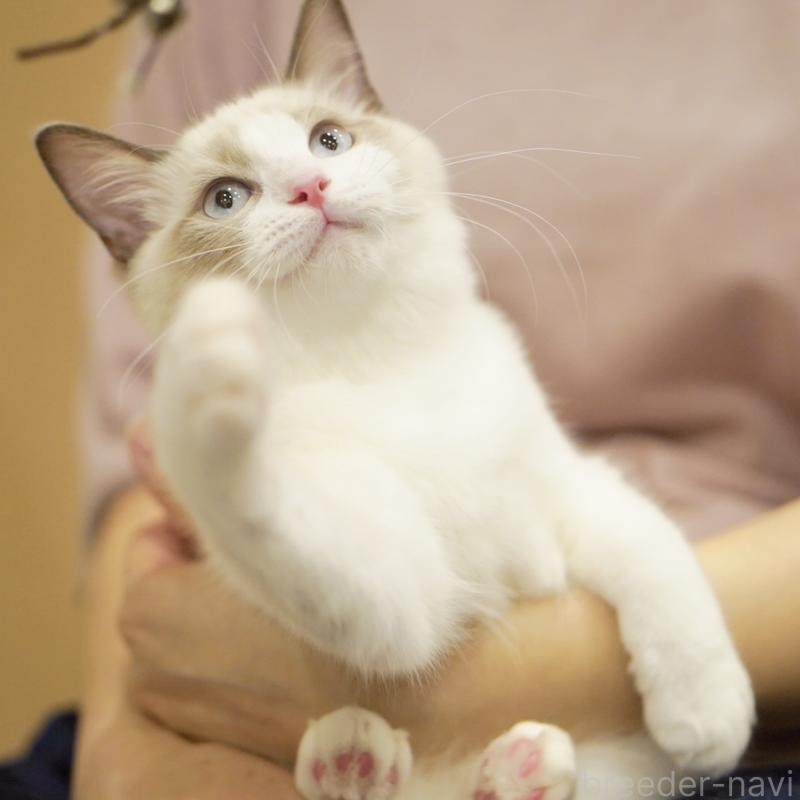 成約済の東京都のラグドール-119288の14枚目