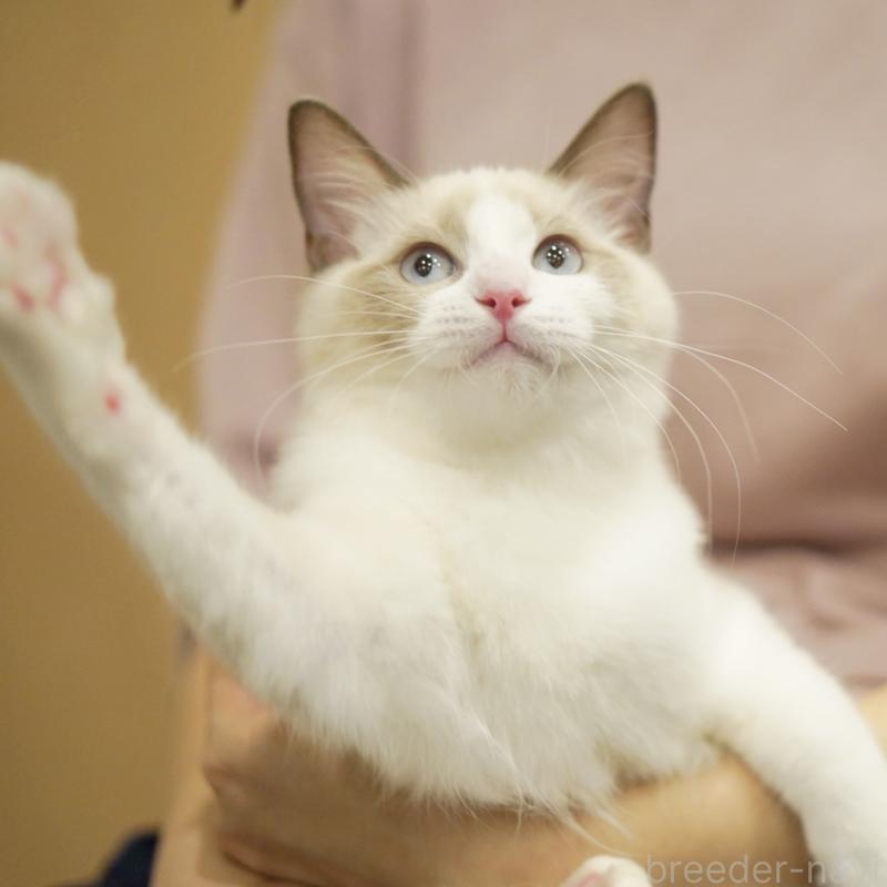 成約済の東京都のラグドール-119288の13枚目