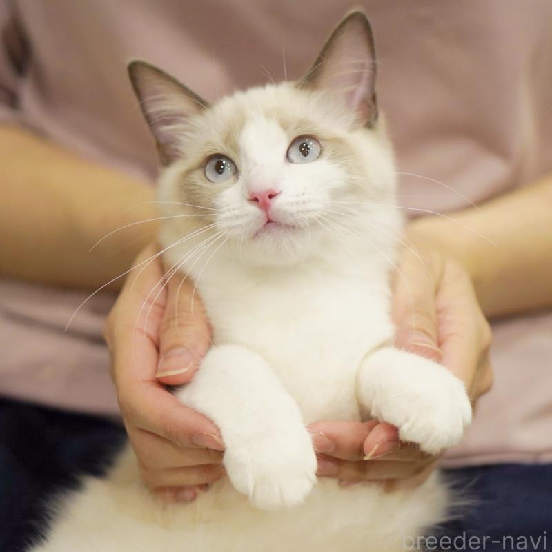 成約済の東京都のラグドール-119288の12枚目