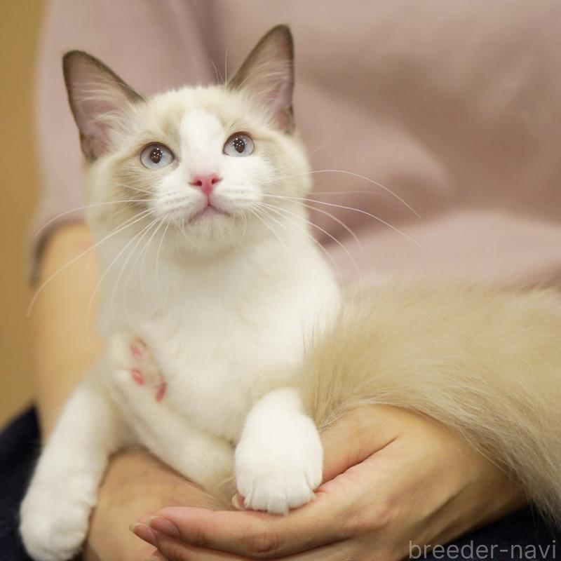 成約済の東京都のラグドール-119288の11枚目