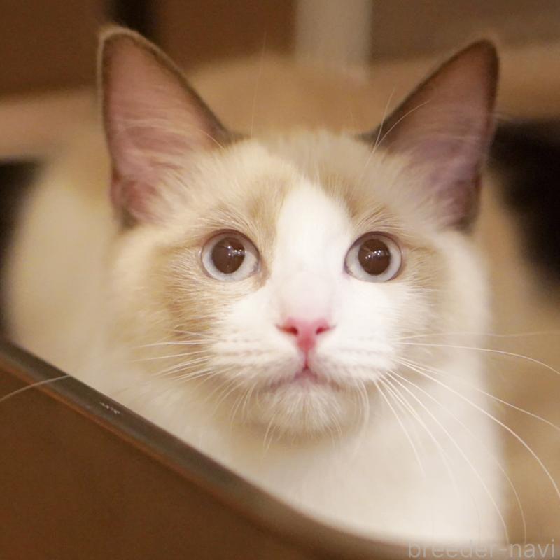 成約済の東京都のラグドール-119288の10枚目