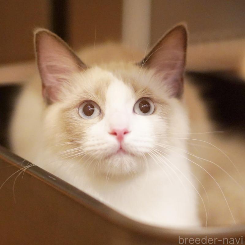 成約済の東京都のラグドール-119288の9枚目