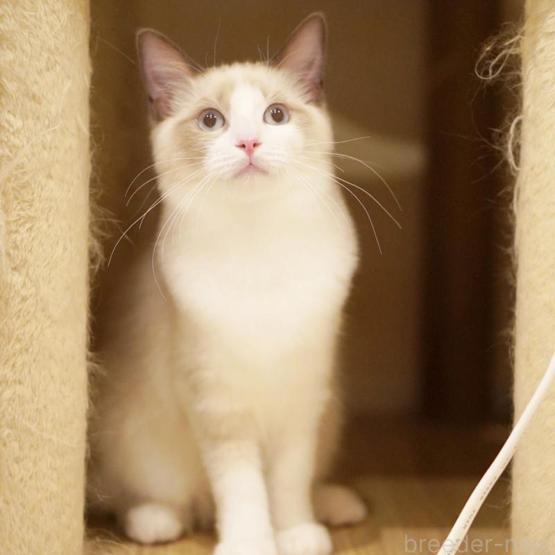 成約済の東京都のラグドール-119288の8枚目