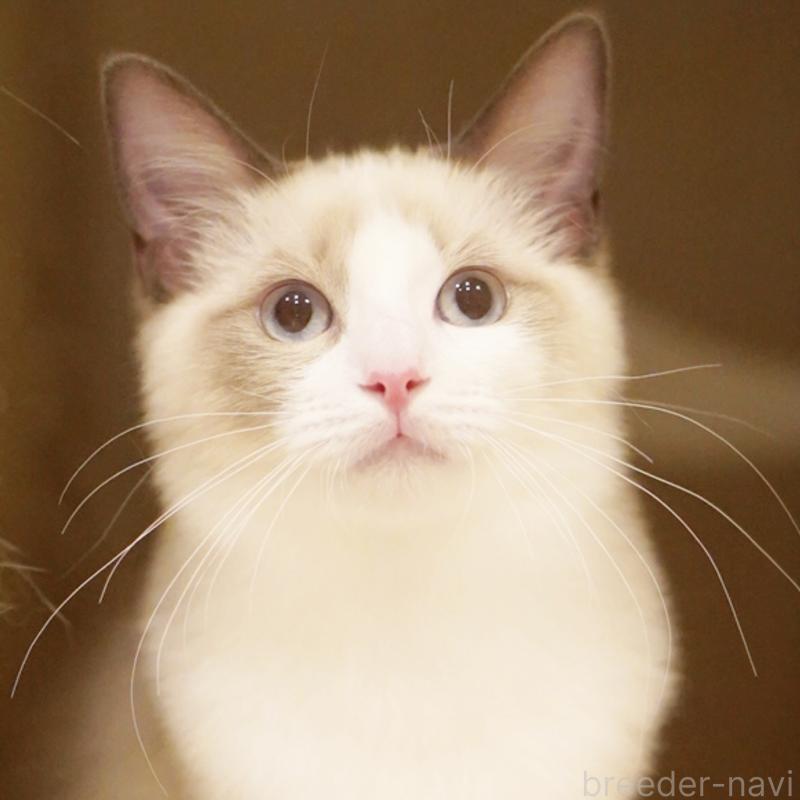 成約済の東京都のラグドール-119288の7枚目