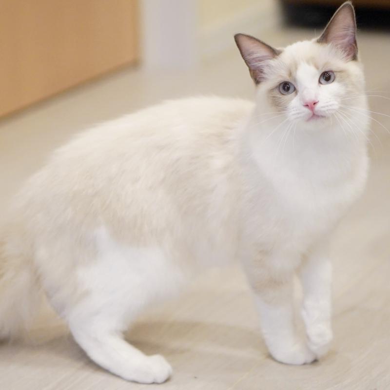 成約済の東京都のラグドール-119288の6枚目