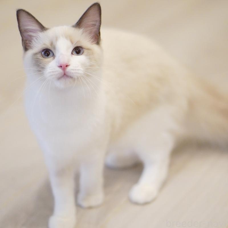 成約済の東京都のラグドール-119288の5枚目