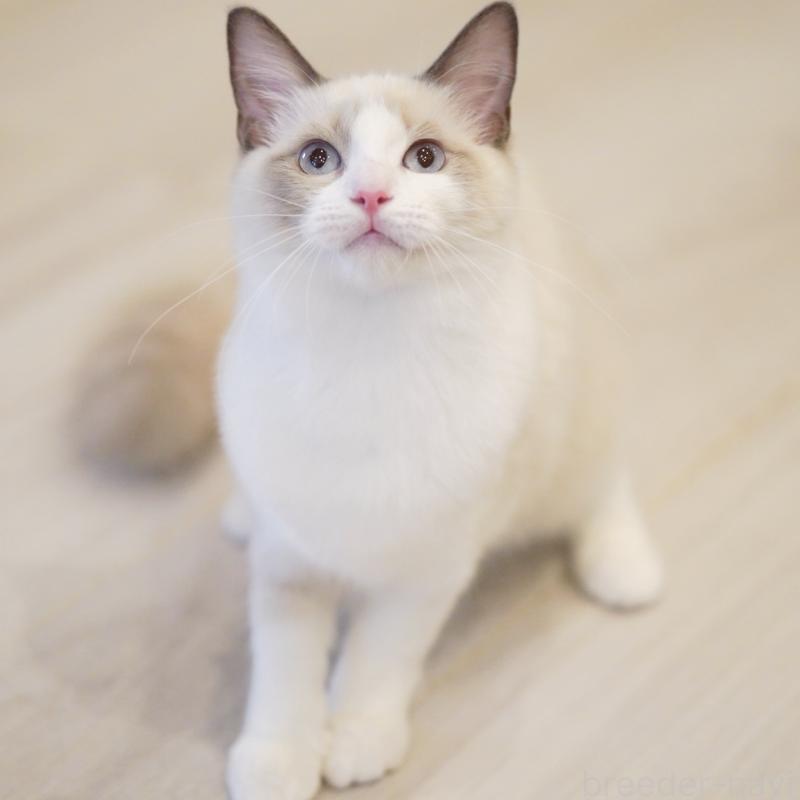 成約済の東京都のラグドール-119288の4枚目