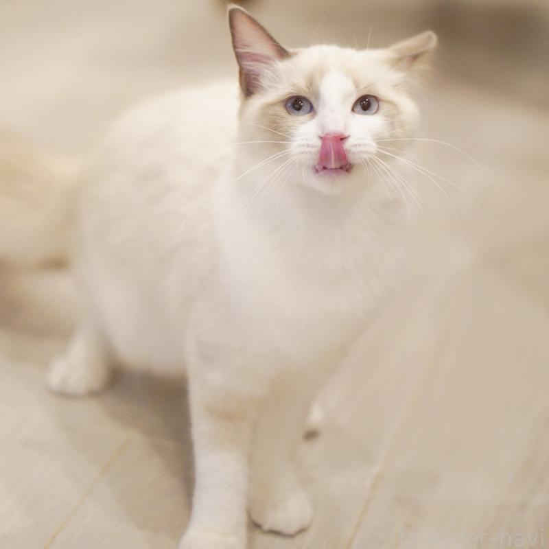 成約済の東京都のラグドール-119288の3枚目