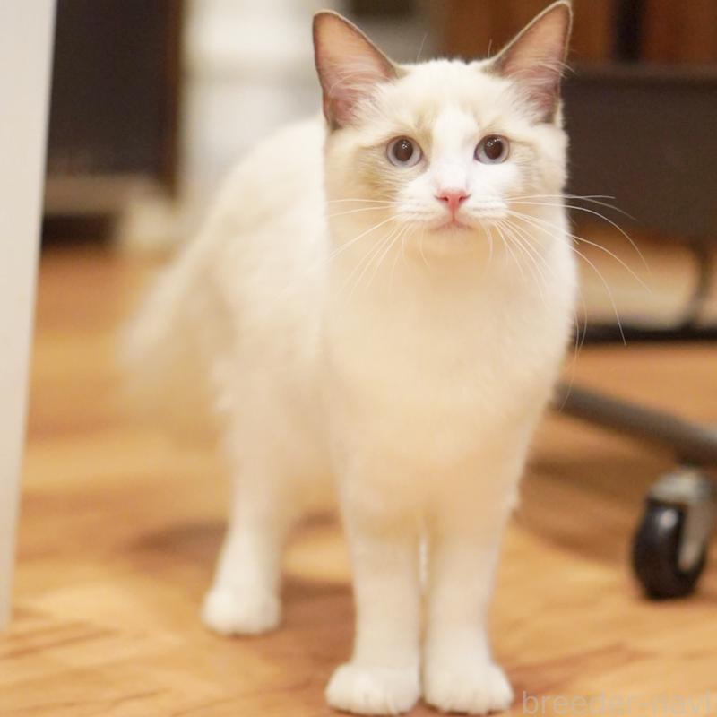 成約済の東京都のラグドール-119288の2枚目