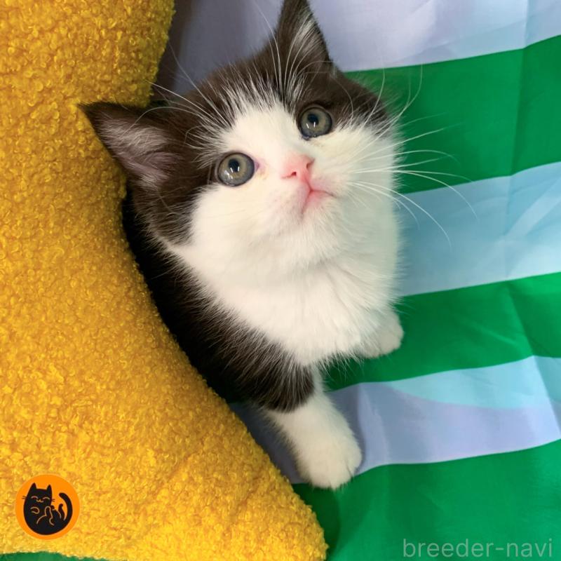 成約済の大阪府のスコティッシュフォールド-126207