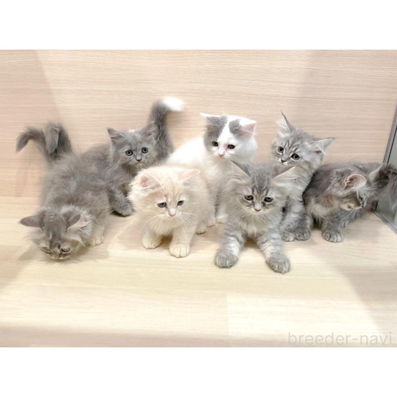 販売中の東京都のサイベリアン-128073の5枚目