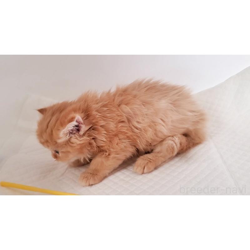 販売中の大阪府のマンチカン-128081の6枚目