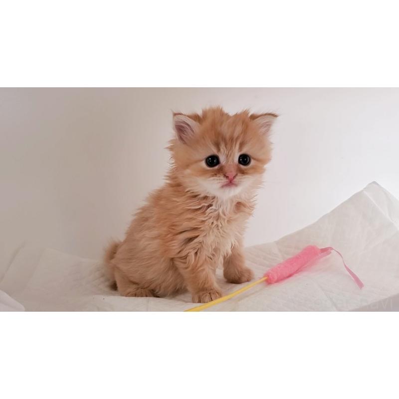 販売中の大阪府のマンチカン-128081の4枚目