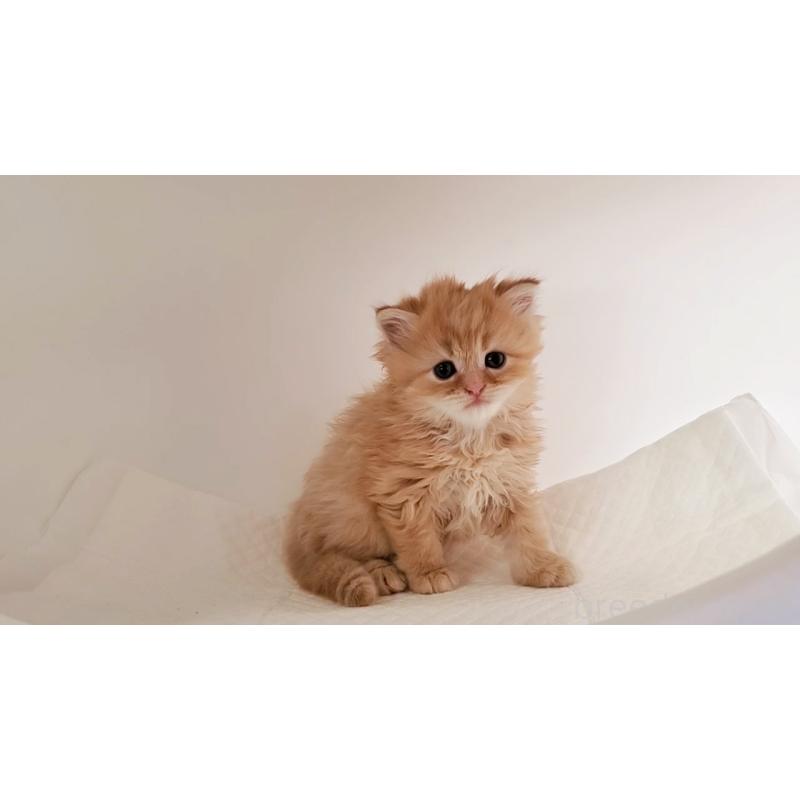 販売中の大阪府のマンチカン-128081の2枚目