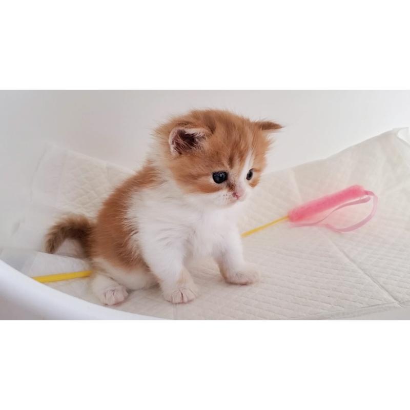 販売中の大阪府のマンチカン-128082の3枚目