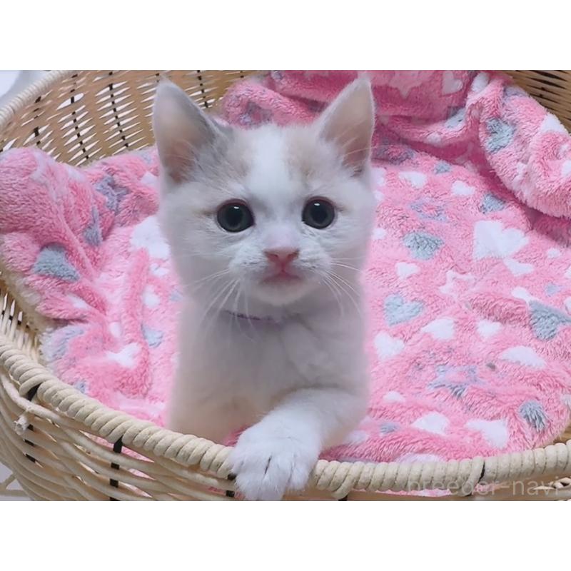 販売中の京都府のマンチカン-128086の10枚目