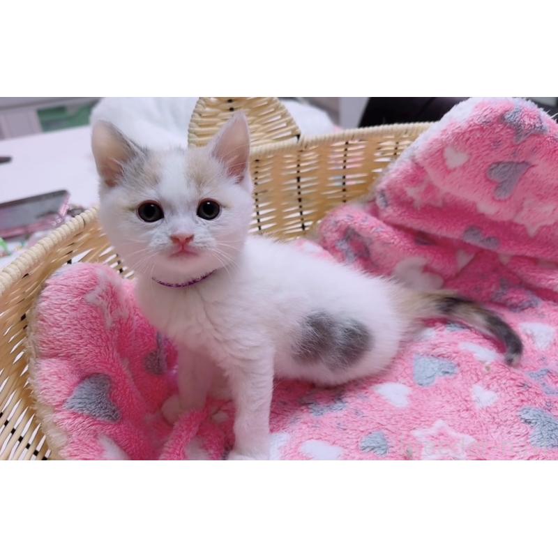 販売中の京都府のマンチカン-128086の9枚目