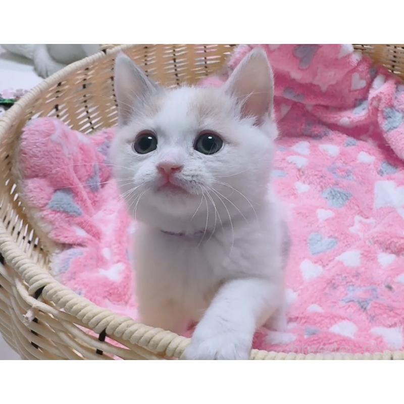販売中の京都府のマンチカン-128086の8枚目