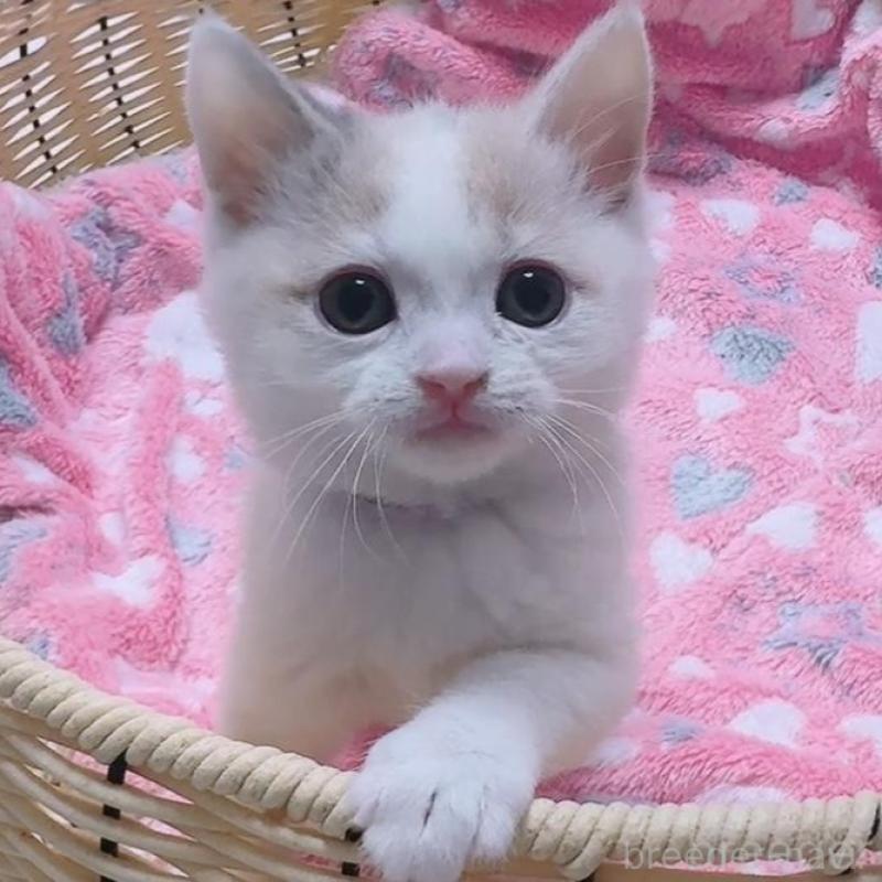 販売中の京都府のマンチカン-128086の1枚目