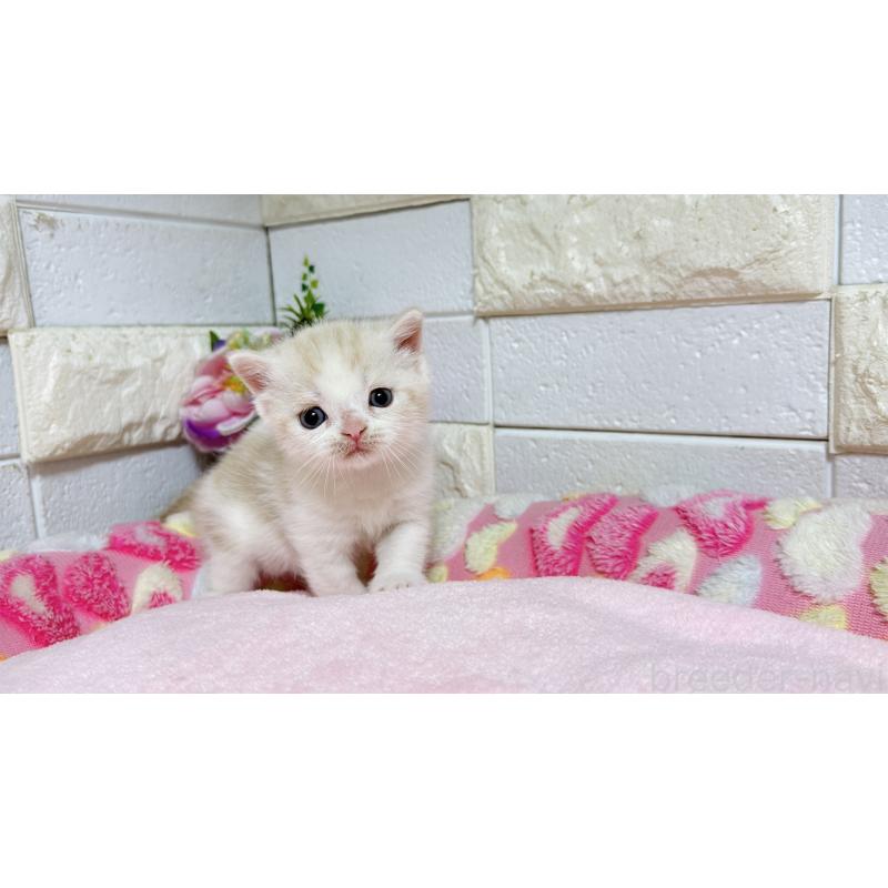 販売中の埼玉県のマンチカン-128090の1枚目