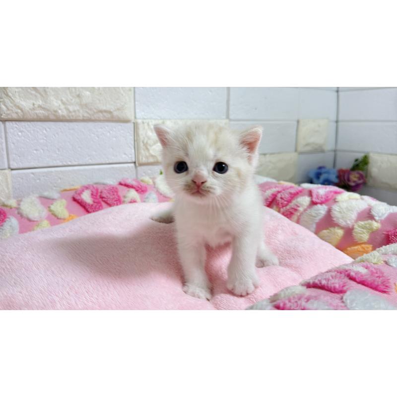 販売中の埼玉県のマンチカン-128090の12枚目