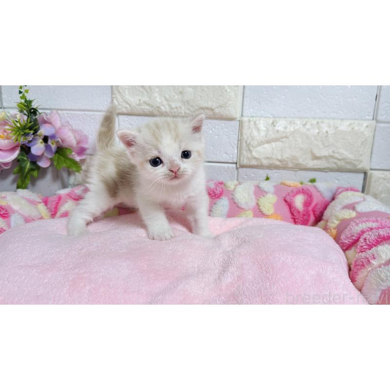 販売中の埼玉県のマンチカン-128090の11枚目