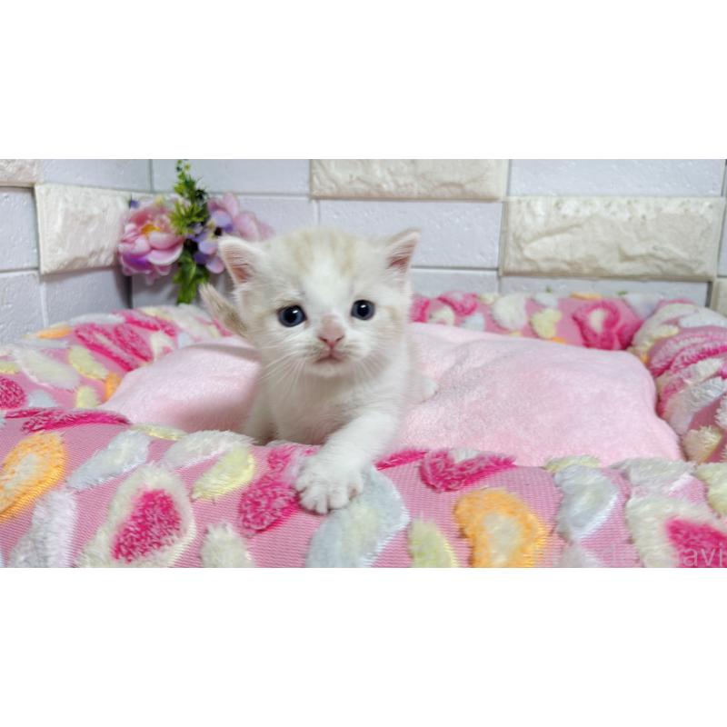 販売中の埼玉県のマンチカン-128090の10枚目