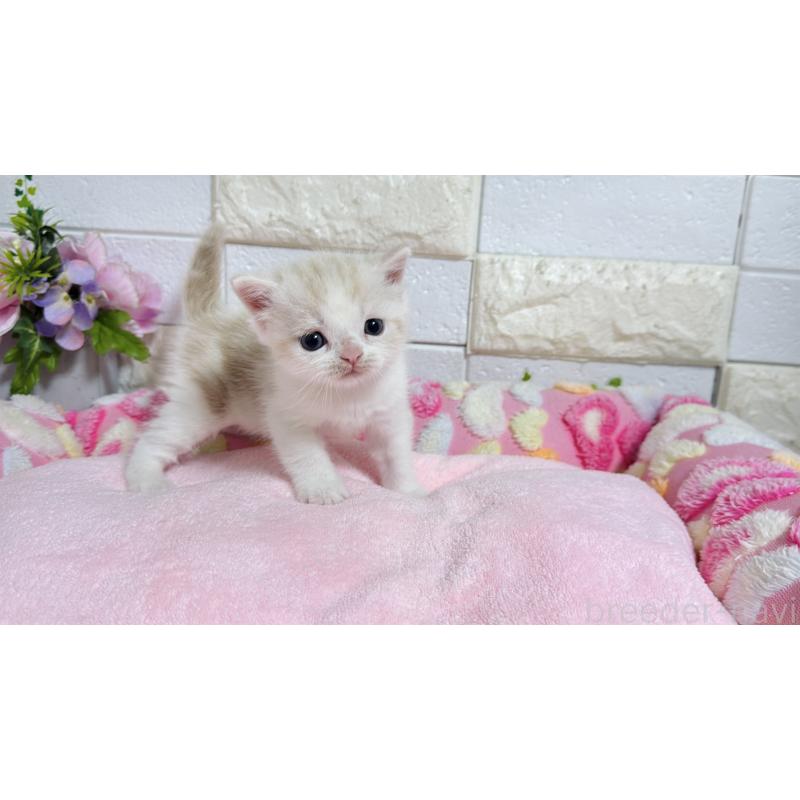 販売中の埼玉県のマンチカン-128090の9枚目