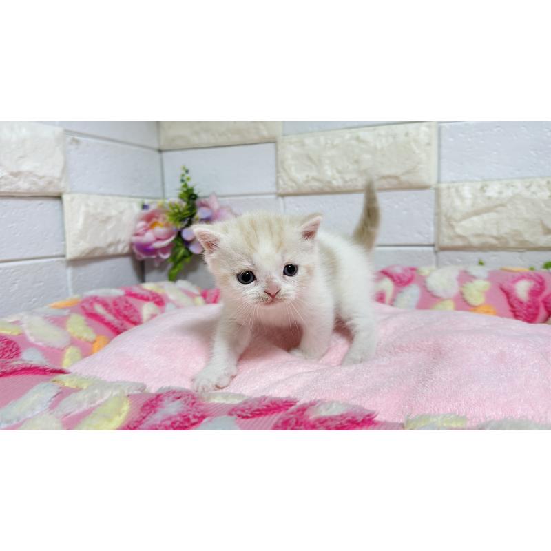 販売中の埼玉県のマンチカン-128090の8枚目