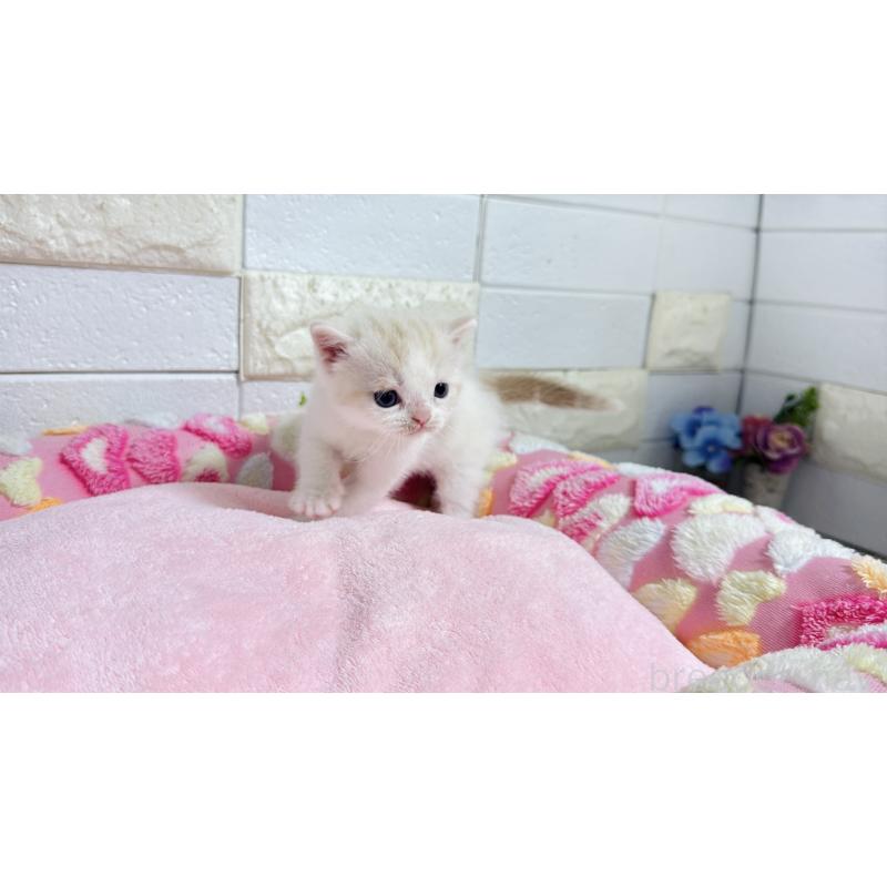 販売中の埼玉県のマンチカン-128090の6枚目