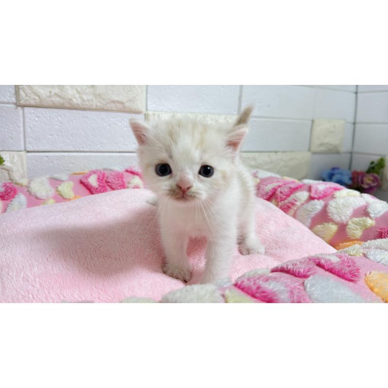 販売中の埼玉県のマンチカン-128090の5枚目