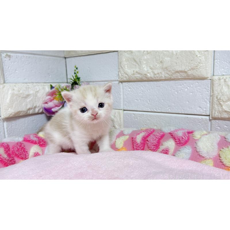 販売中の埼玉県のマンチカン-128090の4枚目