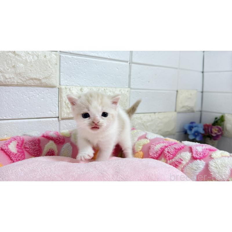 販売中の埼玉県のマンチカン-128090の3枚目